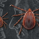 A nymph longhorned tick, left, and an adult female, right, placed on an U.S. dime.